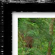 Photoshop Frame Actions - PencilPixels.com